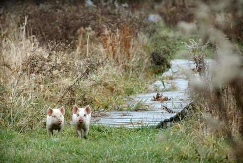 我們的環(huán)境會好嗎？——“數(shù)說”大氣、水、土壤污染防治三大戰(zhàn)役